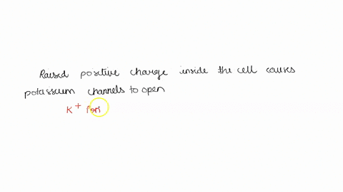 what-causes-action-potentials-to-be-generated-select-onc-lons-channels-are-opened-and-positive-ions-dlffuse-into-the-cell-b-ions-channels-are-opened-and-negative-ions-diffuse-into-the-cell-l-69676