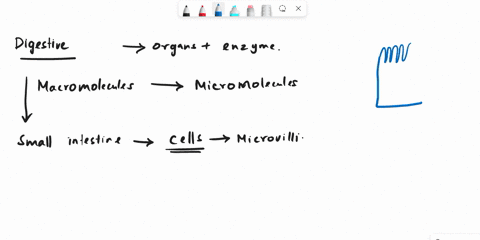 which-mechanism-is-responsible-for-the-polarity-of-epithelial-cells-in-the-gut-allowing-for-nutrient-uptake-at-the-apical-surface-and-nutrient-release-via-the-basal-and-lateral-surfaces-prot-21999