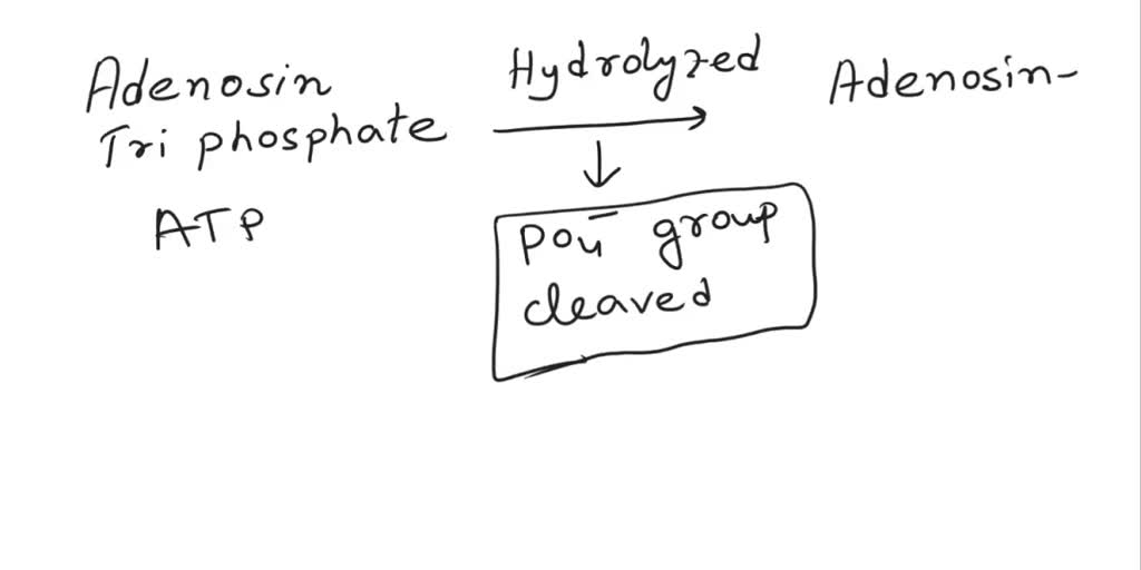 SOLVED The Hydrolysis Of ATP To ADP Is ATP H2O ADP Pi Energy What SOLVED The Hydrolysis Of ATP To ADP Is ATP H2O ADP Pi Energy What