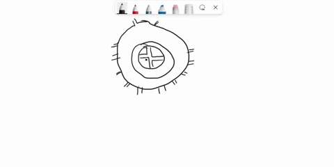 draw-a-simple-diagram-of-a-vascular-bundle-51416
