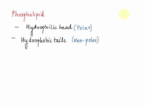 which-of-the-following-best-describes-a-phospholipid-a-they-contain-a-phosphate-group-in-the-place-of-one-fatty-acid-bthe-heads-are-polar-cthey-are-energy-storage-molecules-in-the-cell-d-the-59562