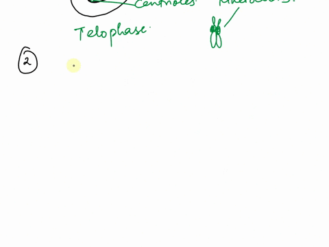 drow-bphond-using-penci-0-dem-and-then-tare-picture-of-scon-starting-with-interphase-draw-the-stages-of-mitosi5-orcerior-anima-cel-with-chromosomes-label-each-phase-drawring-with-a-tltle-dno-62324