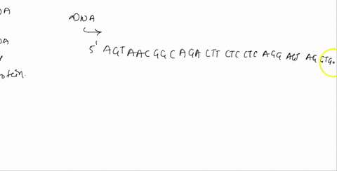 transcribe-the-following-dna-sequence-from-hba-record-your-answer-to-submit-for-grading-dna-sequence-5-_-agt-aac-ggc-aga-ctt-ctc-ctc-agg-agt-cag-gtg-cac-cat-3-mrna-sequence-type-your-transcr-82693