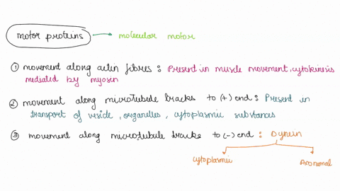 describe-the-3-types-of-movements-created-by-motor-proteins-87473