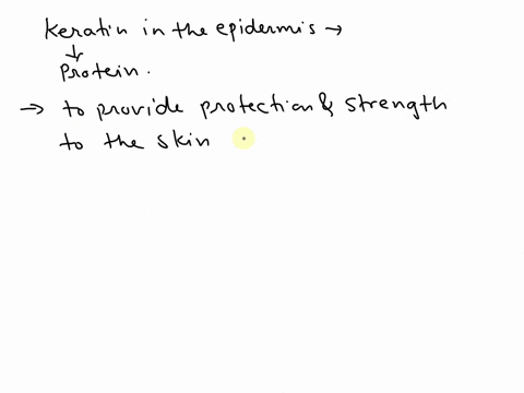 what-is-the-function-of-keratin-in-the-epidermis-53329
