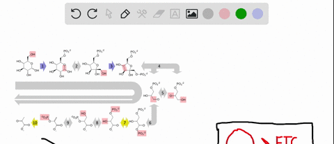 when-you-break-down-food-during-cellular-respiration-energy-is-released-where-was-that-energy-found-before-it-was-released-group-of-answer-choices-it-was-stored-in-the-protons-of-the-food-at-77661