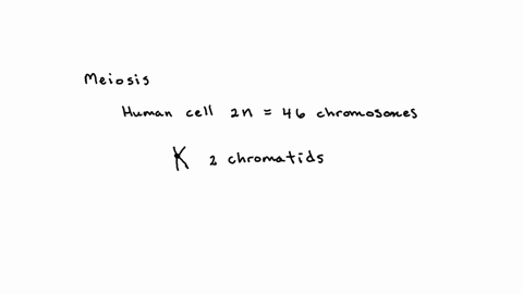 in-humans-after-telophase-i-and-cytokinesis-i-in-meiosis-how-many-chromatids-are-present-in-each-of-the-resulting-cells-square-0-square-23-square-46-square-92