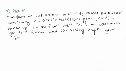transformation-experinent-sample-0f-e-coli-bacteria-was-miied-with-plasmid-containing-the-gene-for-resistance-t0-the-antibiotic-ampicillin-amp-plasmid-was-nol-added-t0-second-sample-samples-97368