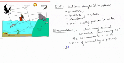 solar-enetby-ddt-isan-insecticide-that-accumulates-in-nature-as-a-toxin-ddt-accumulates-in-tissues-of-well-which-member-of-this-food-chain-would-you-predict-to-have-the-highest-level-of-l-or-13965