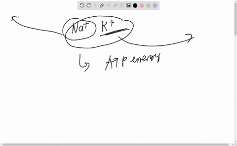 the-na-k-pump-uses-atp-energy-to-transport-na-out-of-the-cell-and-bring-k-into-the-cell-against-their-concentration-gradients-in-each-case-the-magnitude-of-the-concentration-gradient-is-abou-64876