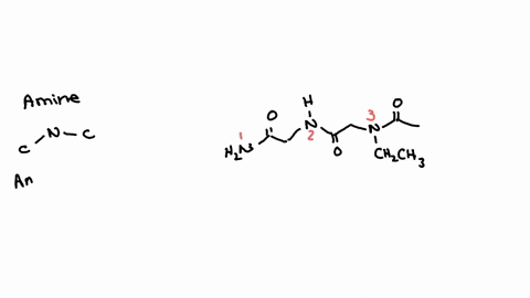 identify-each-of-the-numbered-functional-groups-on-the-molecule-below-points-as-1-amines-or-amides-then-as-2-primary-secondary-or-tertiary-groups-2-cbcy-amine-amide-primary-secondary-tertiar-30133