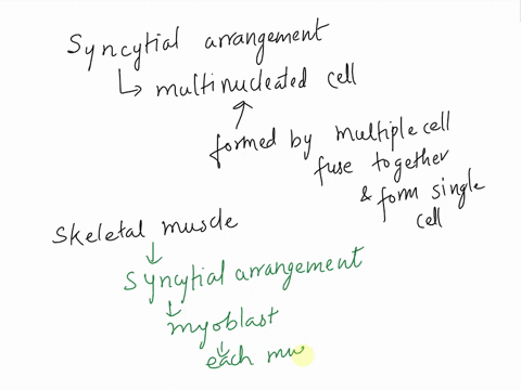 explain-the-appearance-of-syncytial-arrangement-how-does-this-contribute-to-the-efficient-functioning-of-skeletal-muscle-63772