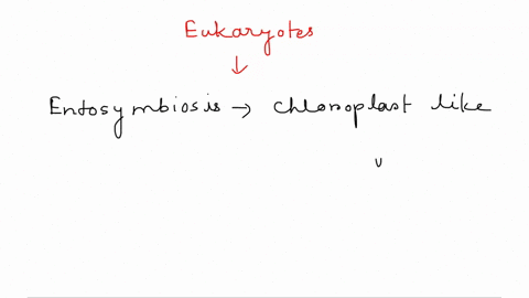 mitochondria-were-most-likely-acquire-earlier-than-plastids-in-the-evolution-of-eukaryotes-give-one-piece-of-evidence-in-support-of-that-statement-97362
