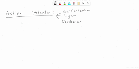 what-allows-helps-the-muscle-membrane-return-to-its-resting-membrane-potential-after-it-has-been-depolarized-16003
