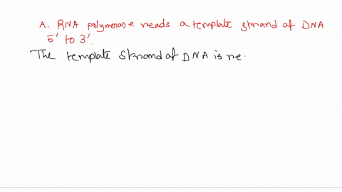 which-statement-about-rna-polymerase-is-not-true-0-rna-polymerase-reads-a-template-strand-of-dna-5-to-3-b-rna-polymerase-binds-to-a-promoter-region-to-initiate-transcription-rna-polymerase-a-89257