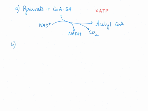 during-which-stages-of-aerobic-respiration-are-atp-molecules-produced-by-substrate-level-phosphorylation-choose-all-correct-answers-pyruvate-oxidation-glycolysis-citric-acid-cycle-oxidative-29177