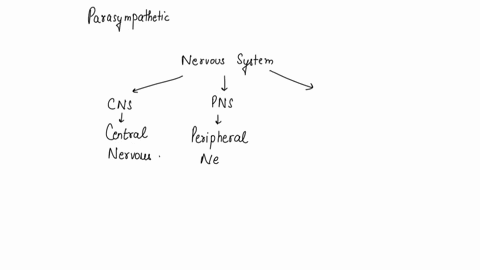 what-does-the-parasympathetic-nervous-system-do-a-regulates-the-body-in-times-of-rest-b-prepares-a-person-for-social-situations-c-responds-to-times-of-stress-d-activates-only-when-a-person-i-82899