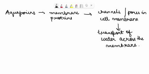 water-movement-will-select-one-a-show-specificity-because-each-aquaporin-protein-can-bind-only-one-water-molecule-b-show-saturation-kinetics-because-other-molecules-can-bind-to-the-transport-03854