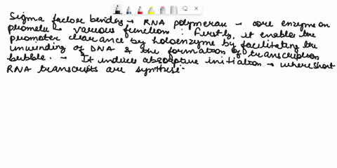 sigma-factor-binding-to-the-rna-polymerase-core-enzymes-on-promoter-partial-credit-will-be-given-but-incorrect-selections-are-penalized-enables-promoter-clearance-by-the-holoenzyme-induces-t-54646