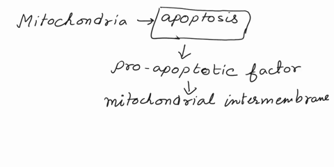 select-all-statements-that-accurately-describe-the-structures-or-functions-of-mitochondria-mitochondrial-dna-is-packaged-with-histones-mitochondria-have-a-permeable-inner-membrane-and-an-imp-31577