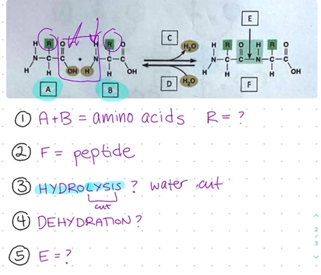 SOLVED: BIO 181 Macromolecules And Dehydration/Hydrolysis Reactions ...