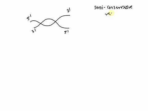 when-dna-is-replicated-each-daughter-molecule-contains-_____-one-parental-strand-and-one-daughter-strand-either-two-parental-strands-or-two-daughter-strands-two-strands-that-are-both-a-mixtu-40784