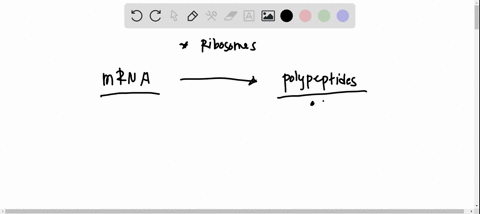 the-process-of-mrna-directed-polypeptide-synthesis-by-ribosome-is-called-66178