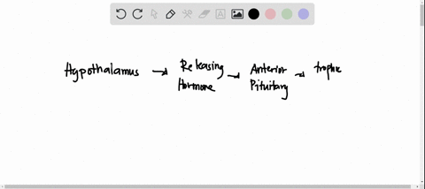 choose-the-correct-sequence-of-components-in-typical-endocrine-control-axis-involving-the-anterior-pituitary-answers-a-e-hypothalamus-posterior-pituitary-anterior-pituitary-releasing-hormone-93524