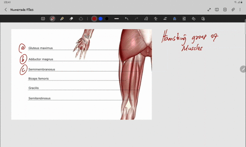 which-of-these-is-not-a-part-of-the-hamstring-group-of-muscles-a-semimembranosus-b-semitendinosus-c-biceps-femoris-d-rectus-femoris
