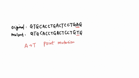 hemoglobin-is-a-protein-that-stores-oxygen-in-red-blood-cells-in-patients-with-sickle-cell-anemia-this-protein-can-deform-under-stress-this-is-due-to-a-mutation-on-chromosome-11-below-is-the-55511