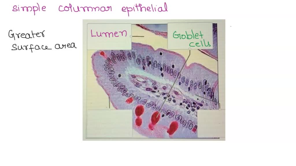SOLVED: 5uted 8 #2 0 Apply the functiona description t0 the correct ...
