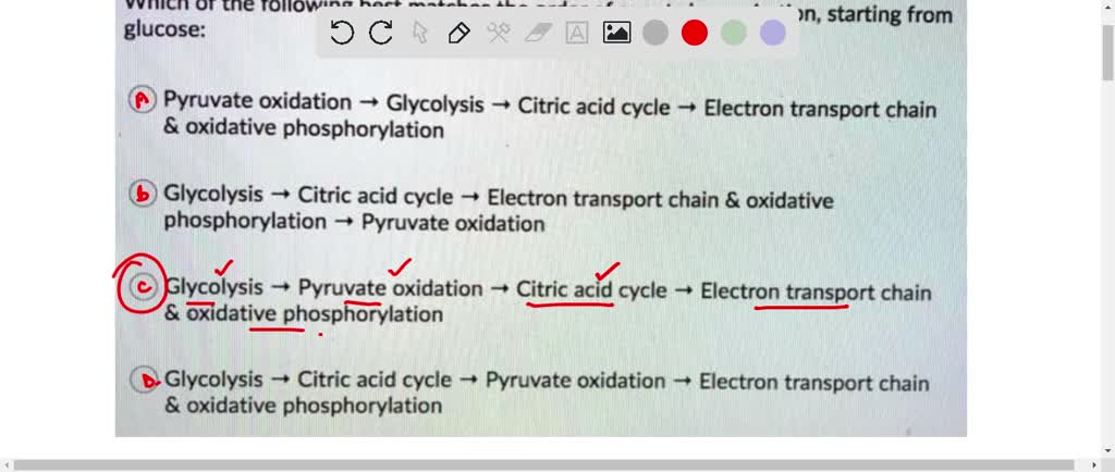 glycolysis citric acid cycle electron transport chain