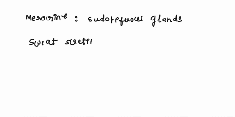 drag-each-label-to-the-type-of-gland-it-describes-sebaceous-glands-or-sudoriferous-gland-merocrine-secrete-products-via-apoptosis-sweat-secreting-secrete-products-mostly-onto-hair-follicles-64034