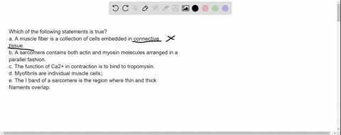 which-of-the-following-statements-is-true-a-a-muscle-fiber-is-a-collection-of-cells-embedded-in-co-2-75126