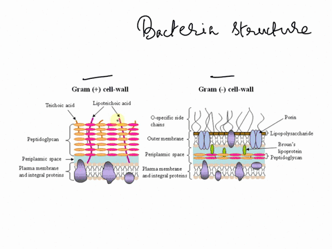 draw-gram-positive-and-gram-negative-bacteria-and-label-the-specific-bacteria-peptidoglycans-cell-wall-envelope-periplasmic-space-teichoic-acids-lipoteichoic-acid-lipopolysaccharide-37043