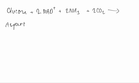 write-the-net-equation-for-the-synthesis-of-aspartate-a-nonessential-amino-acid-from-glucose-carbon-14474