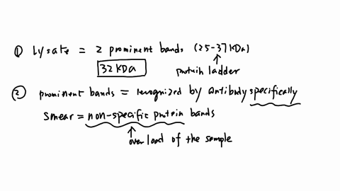 use-the-protocol-and-lecture-notes-protein-quantification-and-gels-to-complete-this-prelab-read-through-the-protocol-to-prepare-for-lab-you-don-directly-need-to-answerthe-following-questions-44345