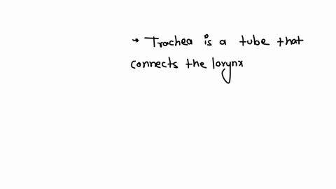 which-of-the-following-is-not-a-part-of-the-upper-respiratory-tract-anatomy-a-nasopharynx-b-larynx-c-trachea-d-pharynx-e-oropharynx