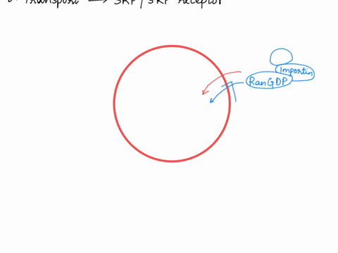 which-of-the-following-statements-about-transport-of-proteins-into-the-nucleus-is-false-proteins-destined-for-the-nucleus-contain-a-nuclear-localization-signal-nuclear-import-receptors-recog-19438