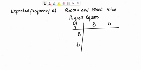 use-this-information-to-answer-the-next-five-questions-in-mice-the-allele-for-black-coat-color-b-is-dominant-over-the-brown-allele-b-two-heterozygous-mice-are-mated-and-produce-the-following-99788
