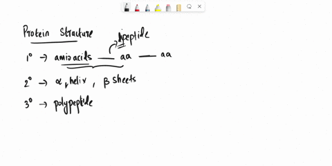 which-of-the-following-statements-about-b-sheet-structures-is-true-parallel-p-sheet-structures-have-backbone-amides-that-directly-hydrogen-bond-between-strands-whereas-antiparallel-b-sheets-43466