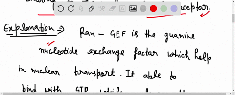 which-of-the-following-occurs-because-ran-gef-is-found-in-the-nucleus-a-ran-binds-molecule-of-gtp-releasing-gdp-and-binds-the-nuclear-import-receptor-b-ran-binds-molecule-of-gtp-releasing-gd-44573