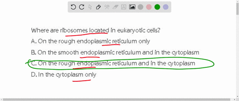 where-are-ribosomes-located-in-eukaryotic-cells-a-on-the-rough-endoplasmic-reticulum-only-b-on-the-smooth-endoplasmic-reticulum-and-in-the-cytoplasm-c-on-the-rough-endoplasmic-reticulum-and-92939