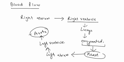 trace-a-drop-of-blood-from-the-aorta-to-the-skin-of-the-face-and-back-to-the-right-atrium-include-in-order-the-major-arteries-and-veins-37816