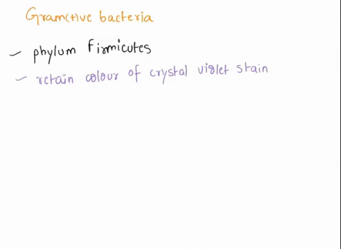 what-bacteria-is-gram-positive-02145