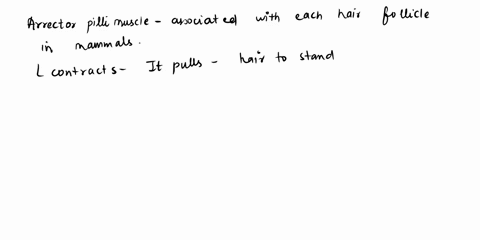 an-arrector-pili-muscle-a-is-associated-with-each-sweat-gland-b-can-cause-a-hair-to-stand-up-straigh-95326