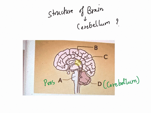 identify-the-cerebellum-in-the-diagram-of-the-brain-below-identify-the-cerebellum-in-the-diagram-of-the-brain-below-2-points-b-c-d-0-a-46585