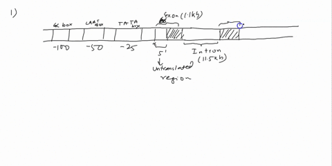 question-4-the-gene-x-you-are-studying-has-3-exons-and-2-introns-with-the-following-sizes-size-exon-1-2-kb-exon-2-1-kb-exon-3-3-kb-intron-1-2-kb-intron-2-35-kb-41-draw-a-diagram-of-the-dna-u-94988