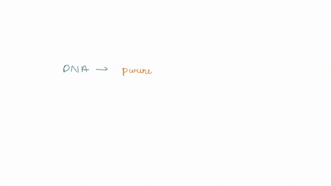 dna-cpinpoicu-pyrimidlnes-jurles-phoschutc-eruuns-iinu-dems-riborc-wgin-pydmes-purincs-phrphsle-grups-and-rilxse-sugii-rbosonicy-irna-mrna-pnkcins-gny-jlo-ucidk-only-which-of-uie-faollawing-24346