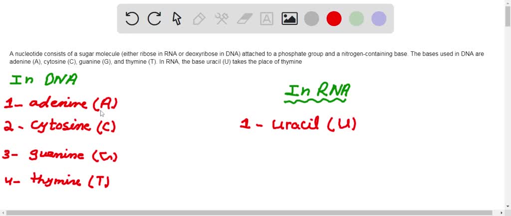 solved-identify-the-following-bases-and-tell-whether-each-is-found-in